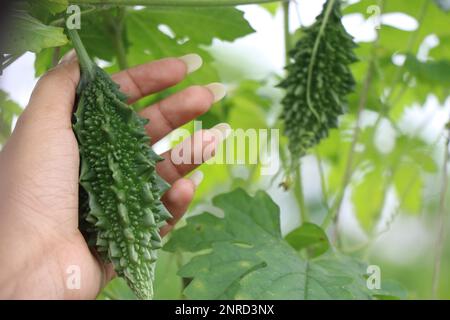 Bitter elon oder Bitter Gourd, auch mit dem Namen Momordica charantia, der auf modernen Bauernhöfen in der Hand wächst Stockfoto