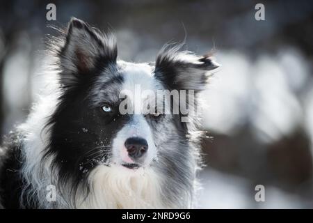 Border Collie im Winter Landschaft Stockfoto