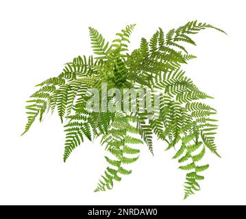 Wunderschöne tropische Farnblätter auf weißem Hintergrund Stockfoto