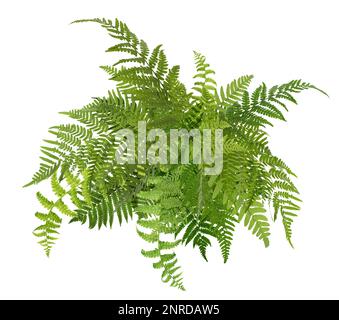 Wunderschöne tropische Farnblätter auf weißem Hintergrund Stockfoto