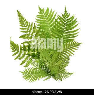 Wunderschöne tropische Farnblätter auf weißem Hintergrund Stockfoto