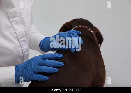 Tierarzt untersucht Hundehaut auf Zecken in der Klinik, Nahaufnahme Stockfoto