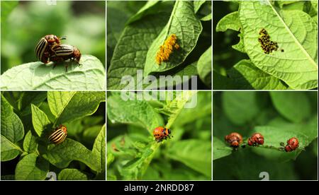 Collage mit verschiedenen Fotos von Colorado Kartoffelkäfern auf grünen Blättern Stockfoto