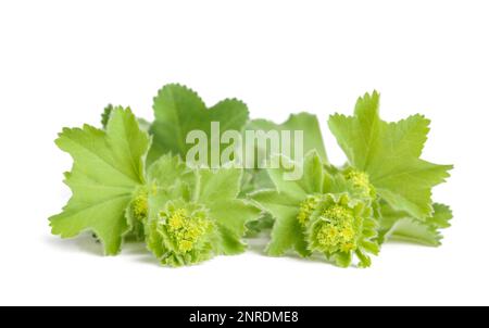 Lady's Mantle Pflanze mit Blumen isoliert auf weiß Stockfoto