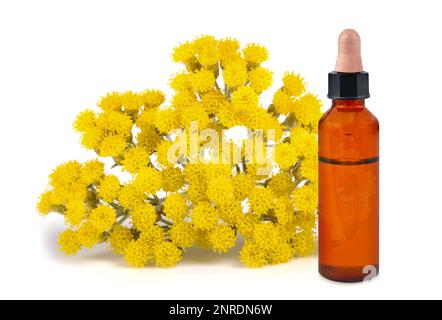 Helichrysum-Essenz mit Blüten isoliert auf weißem Hintergrund Stockfoto