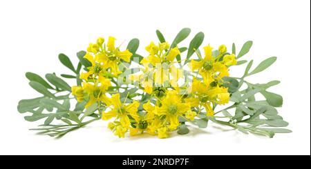 Kraut der Gnade Blumen isoliert auf weißem Stockfoto