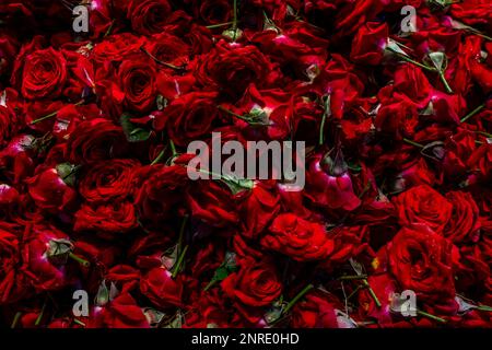 Natürlicher roter Rosenhintergrund, frischer Schnitt dunkler Rosen Nahaufnahme des Texturhintergrunds. Hochwertiges Foto Stockfoto