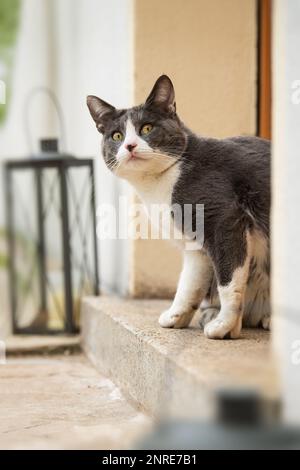 Junge Katze sitzt vor der Haustür und schaut in die Kamera Stockfoto