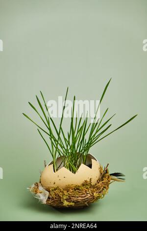 Grüne Weizensprossen in zerbrochenen Eierschalen im Nest. Osterdekorationen. Osterei. Frühlingszusammensetzung. Natürliche Ostereier mit Weizengras. Stylis Stockfoto