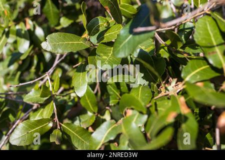 Quercus coccifera, die Kermes-Eiche, ist ein Eichenbauch im Abschnitt Ilex der Gattung. Es hat viele Synonyme, einschließlich Quercus calliprinos. Stockfoto