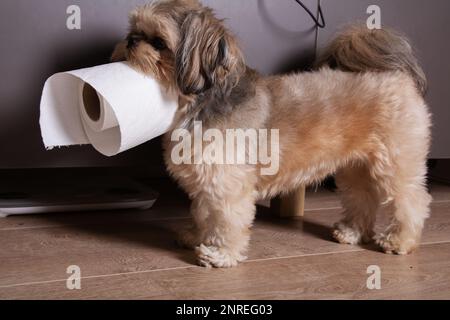 Foto eines kleinen Hundes, der zu Hause Toilettenpapier zwischen den Zähnen hält Stockfoto