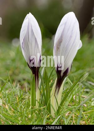 Ein Paar weiße Krokusse, die im Gras wachsen Stockfoto