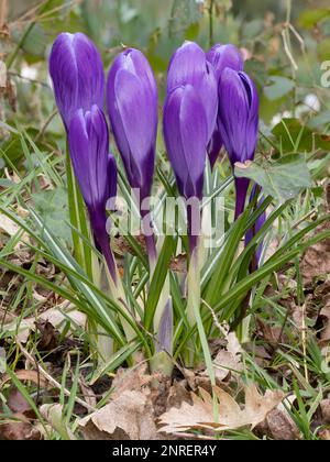 Ein Haufen lila Krokusse, die durch Laubstreu in einem Waldgebiet wachsen Stockfoto
