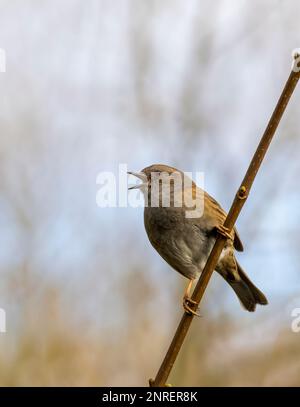 Ein Dunnock orr Hedge Sparrow (Prunella modularis), der auf einem kleinen Ast gesungen hat Stockfoto