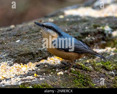 Eine wunderschöne Nathatch (Sitta europaea), die Samen von einer Vogelfütterungsstation auf einem alten Baumstamm isst Stockfoto