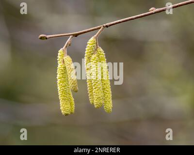 Eine Gruppe von Hazel Catkins (Corylus avellana) vor einem verschwommenen Hintergrund Stockfoto