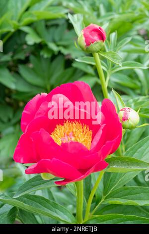 Paeonia Merry Mayshine, Peony Merry Mayshine, einzelne rote Blume, Saunders Hybrid Stockfoto