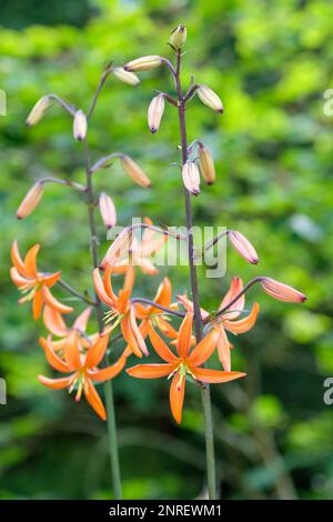 Lilium Martagon Orange Marmelade, Tiger Lily, Marathon Lilie, gewöhnliche türken Mützenlilie, bulbus, ganzjährig, sternförmige orangefarbene Blumen, Stockfoto