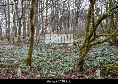 Snow Drops und die Fairy glen Fußwege im Fullerton Park in Troon Schottland mit neu wachsenden Schneefällen zuerst in der Saison Stockfoto