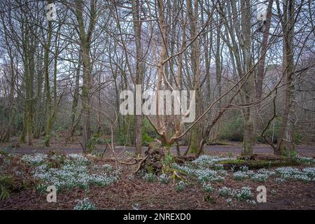 Die Fairy glen Fußwege im Fullerton Park in Troon Scotland mit neu wachsendem Schnee fällt zu Beginn der Saison Stockfoto