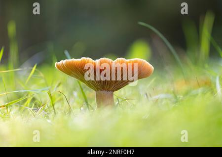 Die Nahaufnahme eines Lactarius deterrimus im Herbst. Ein sehr üblicher essbarer Pilz in der Herbstsaison. Stockfoto