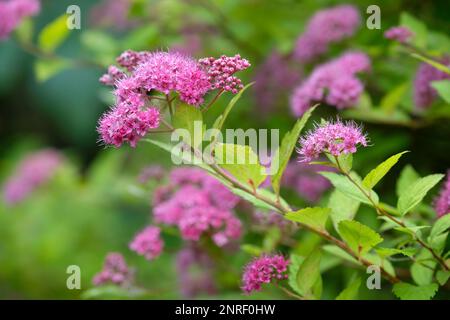 Spiraea japonica Magic Teppich, japanischer Spiraea Magic Teppich, Spiraea Walbuma, Milchstrauch, Ansammlungen von dunkelrosa Blumen Stockfoto