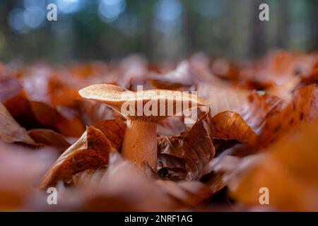 Die Nahaufnahme eines Lactarius deterrimus im Herbst. Ein sehr üblicher essbarer Pilz in der Herbstsaison. Stockfoto