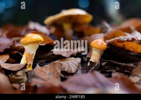 Eine Gruppe essbarer Lärchenbolete (Suillus grevillei) im Herbst Stockfoto