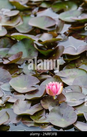 Nymphaea Indiana, Wasserlilie Indiana, mehrjährig im Wasser mit abgerundeten, olivgrünen Blättern, tassenförmigen Blumen Stockfoto