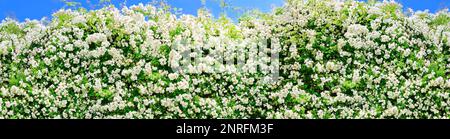 Rambler-Rosen mit vielen weißen Blumen, die an einem sonnigen Sommertag gegen den blauen Himmel geschossen wurden, dekorative Rahmenvorlage im Panorama-Format. Stockfoto