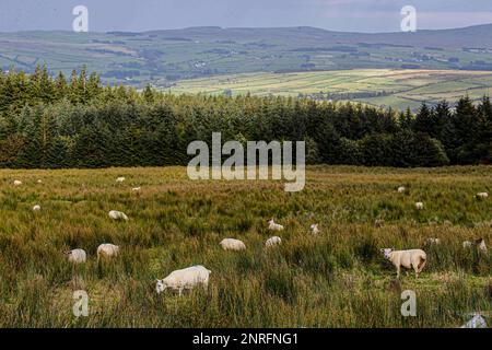 Ackerschaf in Irland Stockfoto