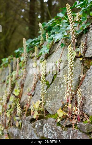 Aus den Rissen einer Steinmauer im Sommer blühende Navelwürze oder Pennywürze mit Efeu im Hintergrund. Stockfoto