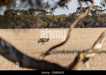 Emu-Beobachtung in der Mitte des Grases in der Landschaft Australiens Stockfoto