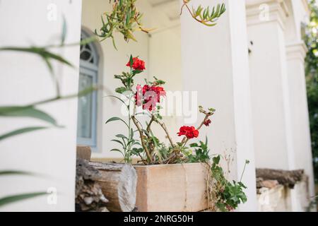 Rotes Geranium auf weißer Veranda an der Costa Brava, Spanien Stockfoto