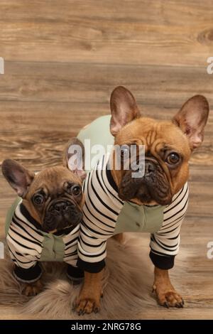 Mutter und Baby, französisches Bulldog-Fotoshooting mit süßer Barnwood-Kulisse Stockfoto