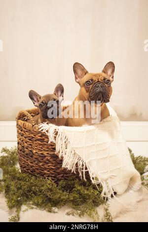 Hündchen und mutter Hund French Bulldog Fotoshooting mit süßer weißer Kulisse Stockfoto