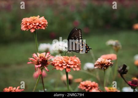 Schmetterling, der auf Zinnien auf dem Blumenfeld sitzt Stockfoto