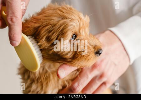 Ein Maltipu Hündchen pflegen. Reinrassige Hunde kämmen. Stockfoto