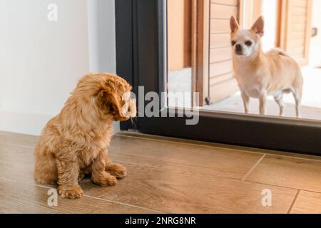 Maltipu Hündchen sieht einen chihuahua, der vor dem Fenster steht Stockfoto