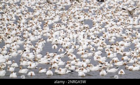 Riesige Schar Schneegänse Stockfoto