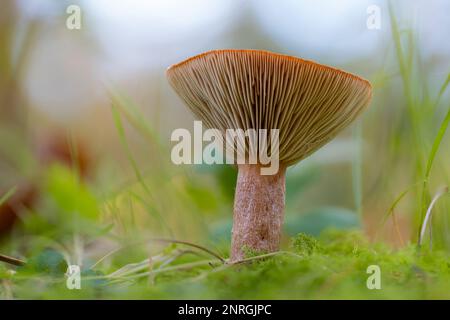 Uber die Nahaufnahme eines rufous-Milchkappenmushooms (Lactarius rufus) mit seinen Kiemen im Fokus. Stockfoto