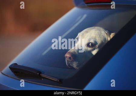 Reisen mit einem Hund. Chef des süßen labrador Retriever, während er durch das Fenster des Autos schaut. Stockfoto