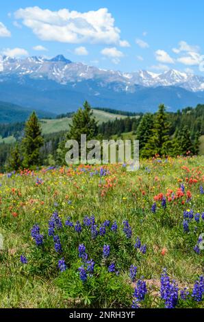 Wildblumen blühen am Shrine Pass, Vail, Colorado, USA. Stockfoto