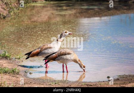 Süße ägyptische Gänse Paar Vögel auf dem Ngorongoro Conservation Area Seeufer, Tansania, Ostafrika. Stockfoto