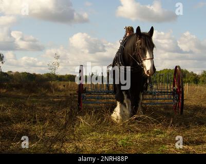 Ein Mann mit Pferdeheuernte und traditionellem Rechen Stockfoto