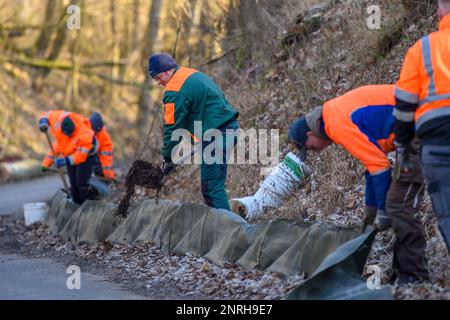 27. Februar 2023, Sachsen-Anhalt, Neindorf: Tobias Langner (Zentrum) von NABU Barleben baut mit Helfern einen Krötenzaun am Straßenrand. In Sachsen-Anhalt steht die Amphibienwanderung bevor. Sobald die Temperatur in der Nacht nicht unter 5 Grad Celsius fällt und das Wetter feucht bleibt, beginnen Kröten, Frösche und Molche ihre Wanderung in die Laichgründe. Um zu verhindern, dass Kröten auf ihrer Wanderung beim Überqueren von Straßen getötet werden, haben die Naturschützer mit dem Bau der Zäune begonnen. Alle paar Meter liegen Eimer im Boden. Die, die da reingeworfen wurden, tragen eine Stockfoto