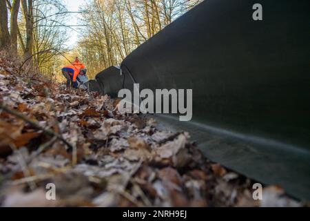 27. Februar 2023, Sachsen-Anhalt, Neindorf: Mitglieder der NABU Barleben haben einen Krötenzaun errichtet. In Sachsen-Anhalt steht die Amphibienwanderung bevor. Sobald die Temperatur in der Nacht nicht mehr unter 5 Grad Celsius sinkt und es feucht bleibt, beginnen Kröten, Frösche und Molche ihre Wanderung in das Laichgebiet. Um zu verhindern, dass Kröten auf ihrer Wanderung beim Überqueren von Straßen getötet werden, haben die Naturschützer mit dem Bau der Zäune begonnen. Alle paar Meter liegen Eimer im Boden. Die dort eingelassenen Tiere werden während der gesamten Tierwanderungszeit und Wiedereinfuhr über die Straße transportiert Stockfoto