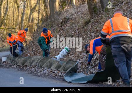 27. Februar 2023, Sachsen-Anhalt, Neindorf: Tobias Langner (Zentrum) von NABU Barleben baut mit Helfern einen Krötenzaun am Straßenrand. In Sachsen-Anhalt steht die Amphibienwanderung bevor. Sobald die Temperatur in der Nacht nicht unter 5 Grad Celsius fällt und das Wetter feucht bleibt, beginnen Kröten, Frösche und Molche ihre Wanderung in die Laichgründe. Um zu verhindern, dass Kröten auf ihrer Wanderung beim Überqueren von Straßen getötet werden, haben die Naturschützer mit dem Bau der Zäune begonnen. Alle paar Meter liegen Eimer im Boden. Die, die da reingeworfen wurden, tragen eine Stockfoto