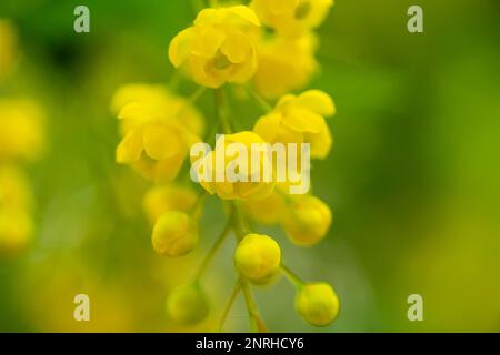 Berberis vulgaris, einfach Barbeerblüten. Die Knospen sammeln sich im Frühling auf Blooming Common oder European Barberry. Weichzeichner. Blau Stockfoto