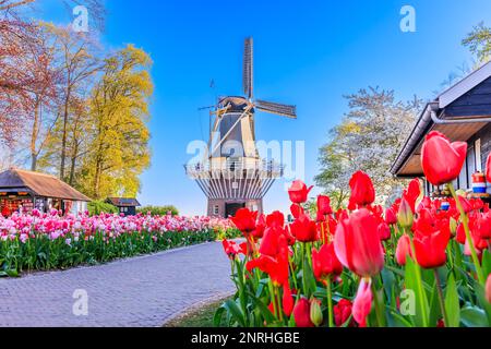 Blühende farbenfrohe Tulpen blühten im öffentlichen Blumengarten mit Windmühle. Lisse, Holland, Niederlande. Stockfoto